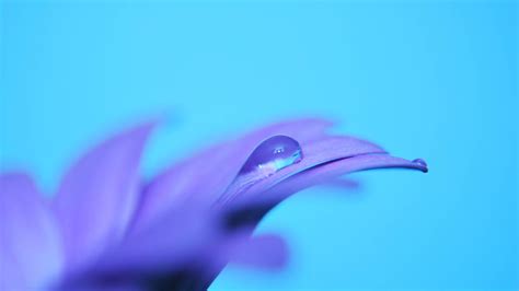 Wallpaper Purple Blue Petals Flower Drop Petal Computer