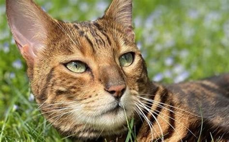Domestic bengal cats come from hybrids, a cross between the asian leopard cat and a domestic cat. 50+ Female Bengal Cat Name Ideas | PetPress