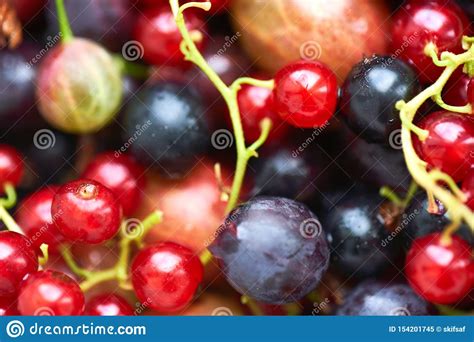 Many Different Bright Berries. Summer Harvest Of Fresh Berries. A Set Of Berries To Make A ...