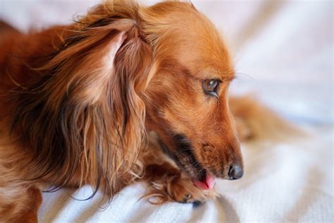 How To Identify Treat And Prevent Hot Spots In Pets Basking Ridge