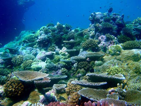 Coral Reefs And Ecosystem Services