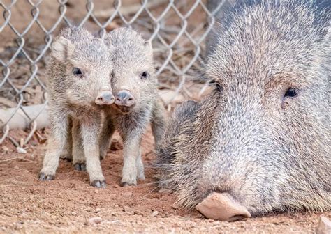 First Chacoan Peccary Born At The Zoo Since 2014 Phoenix Zoo