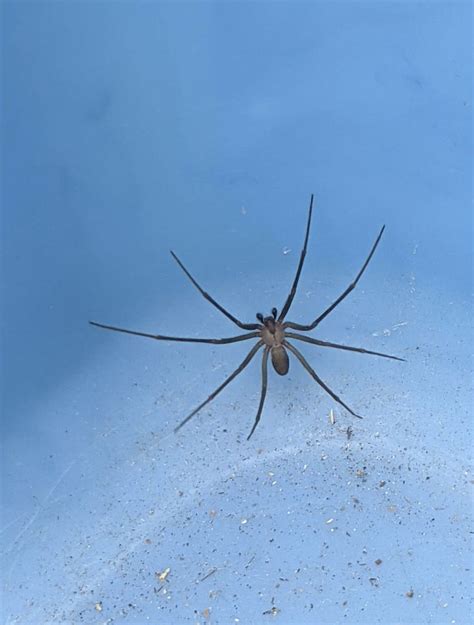 Brown Recluse Aka Fiddleback Brown Recluse Recluse Stinger