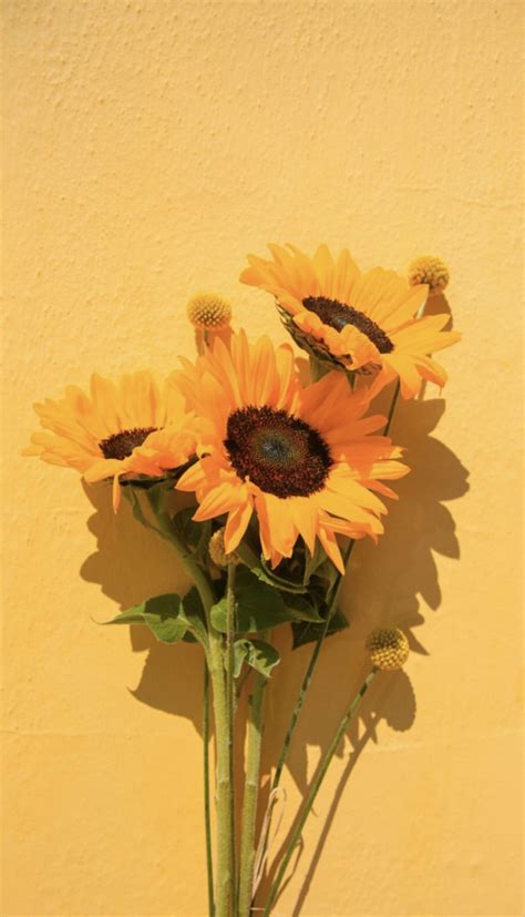 Sunflowers Wallpaper Iphone Wallpaper Yellow