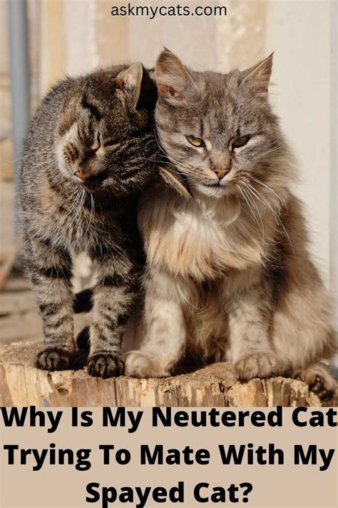 why do neutered male cats try to mate with spayed female cats