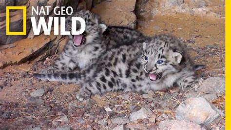 Endangered Snow Leopard Cubs Spotted In The Wild Nat Geo Wild Youtube