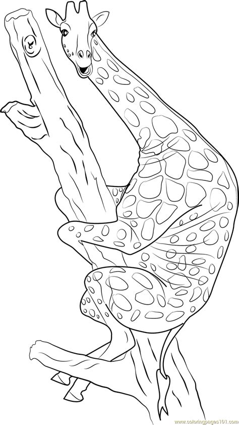 With more than nbdrawing coloring pages giraffe, you can have fun and relax by coloring drawings to suit all tastes. Giraffe Sitting on Tree Coloring Page - Free Giraffe ...