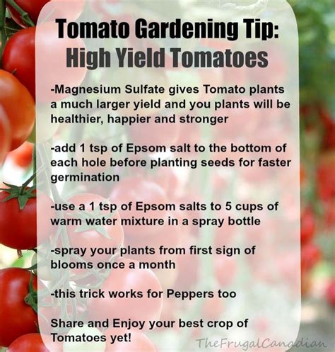 Tomato Gardening Tip High Yield Tomatoes Using Epsom Salt Magnesium