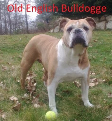 Blue olde english bull dogges. A Guide to the Different Types of Bulldogs | PetHelpful