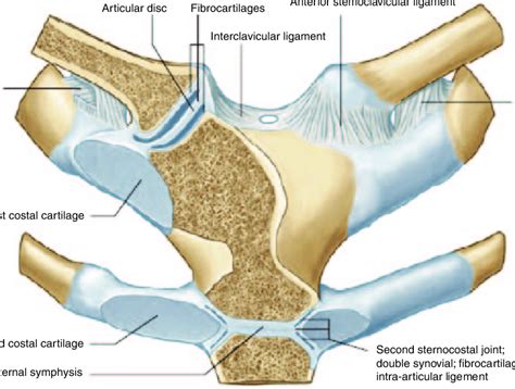 Anatomy Of The Sternoclavicular Joints Viewed From The Anterior Aspect