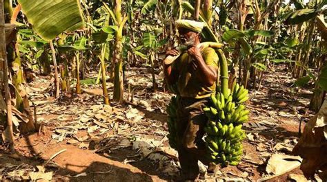 Lockdown Severely Impacts Banana Farmers The Hindu