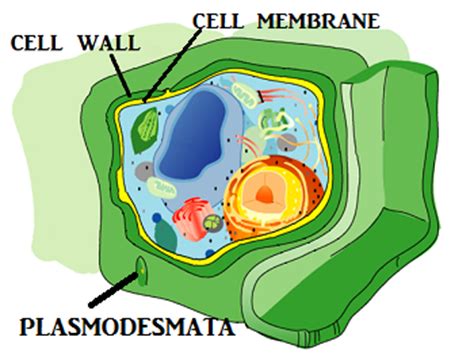 What happens if your lysosomes break down or don't work? Cell Wall Lesson for Kids: Definition & Function | Study.com