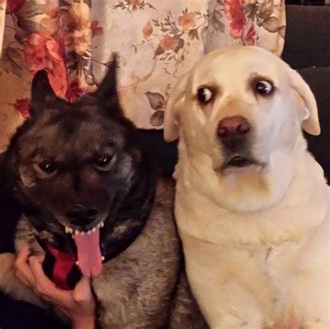 20 Dogs Who Look Tough But Are Actually Big Scaredy Cats Inspiremore