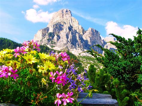 Italy Flowers Wallpapers Top Free Italy Flowers Backgrounds