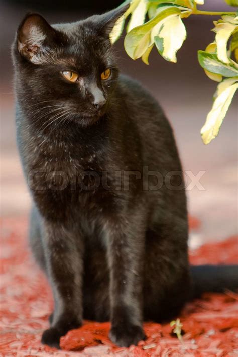 Black Cat Stock Image Colourbox