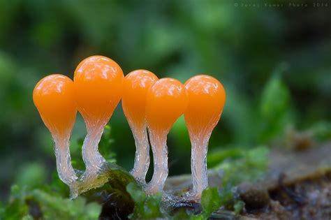Myxomycetes With Images Stuffed Mushrooms Magical Mushrooms