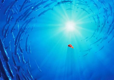 Download Finding Nemo With School Of Fish Wallpaper