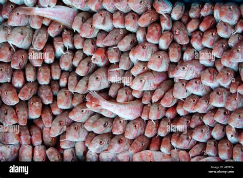 Fish Market In Tripolis Libya Stock Photo Alamy