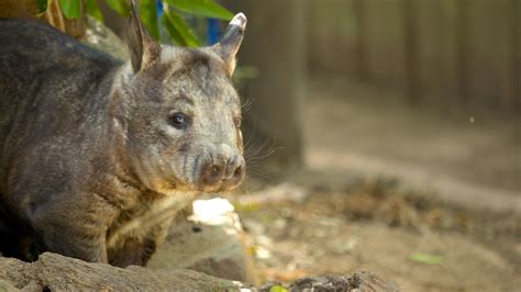 Lone Pine Koala Sanctuary Brisbane Queensland Attraction Expedia