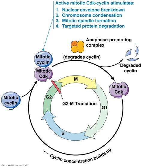 Some cells like nerve cells stop dividing and enter g0 phase, a resting stage without. G1 phase cell cycle checkpoints