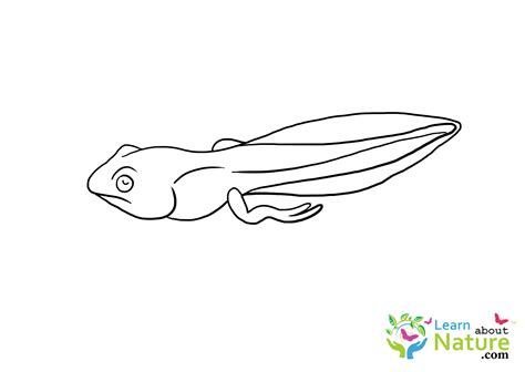 Tadpole Coloring Page 1 Learn About Nature