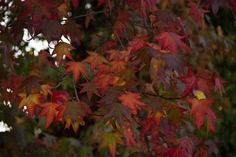 3840x2563 Autumn Autumn Colours Autumn Leaves Background Blue Sky