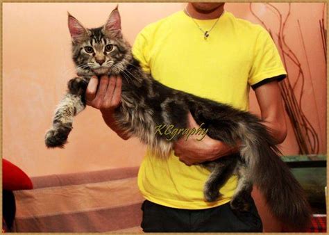 Maine Coon Male Kitten Cfa Registered For Sale Adoption From Kuala Lumpur