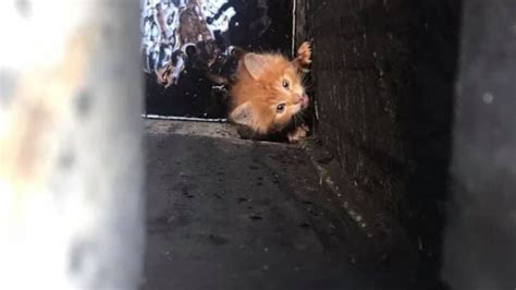 It Happens Pennywise The Kitten Rescued From New Orleans Storm Drain