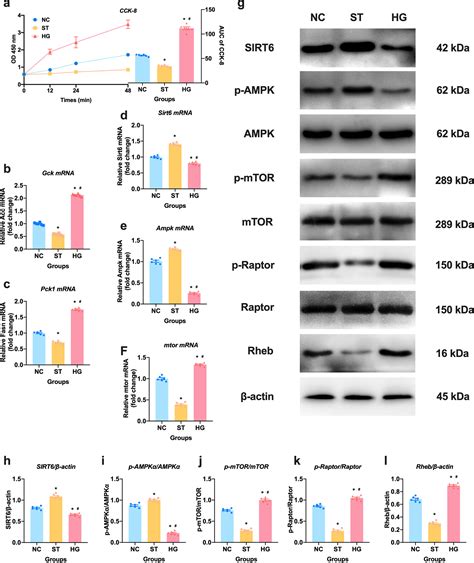 Sirt6 Regulates Srebp1c Induced Glucolipid Metabolism In Liver And