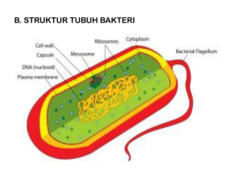 Ppt Bangun Tubuh Bakteri Powerpoint Presentation Free Download Id Images