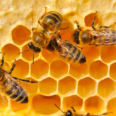 Honey Hexagons Ontario Science Centre