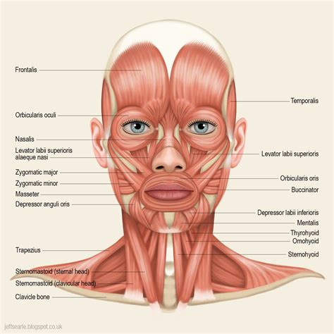 In anatomy, the temporal muscle, also known as the temporalis, is one of the muscles of mastication. Image result for frontal view human skull muscles ...