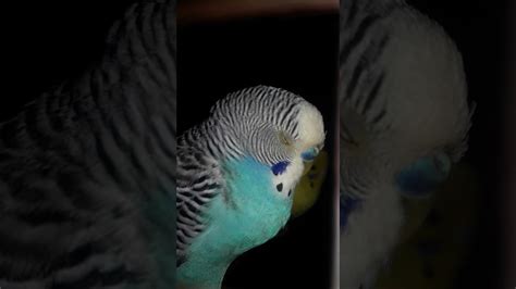 How Budgies Sleeps At Night Shorts Video Budgies Parrot Budgies