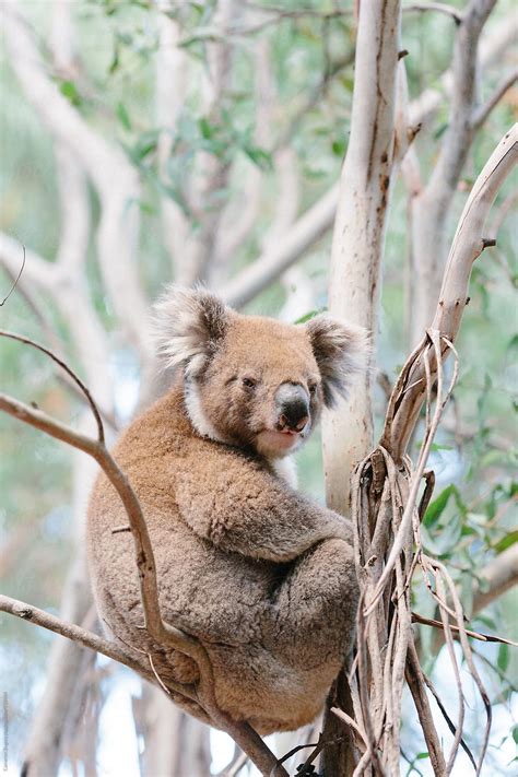 Koala In Eucalyptus Tree By Stocksy Contributor Cameron Zegers