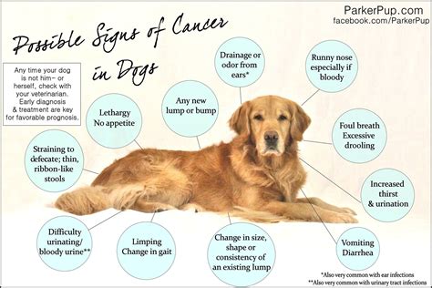 Weight loss may indicate a gastrointestinal tumor. Possible signs of Cancer in dogs | Awareness Helps | Pinterest