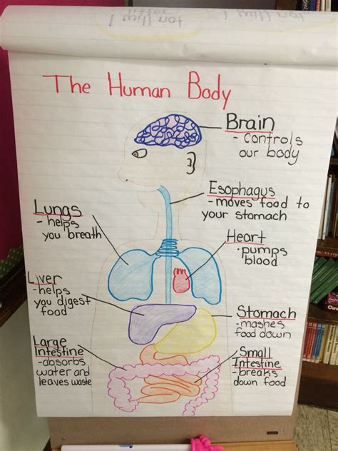 Human Body Anchor Chart Human Body Lesson Human Body Unit Study