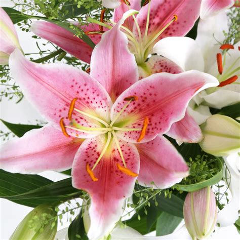 Mixed Oriental Lilies From Arena Flowers Uks No1 Ethical Florist