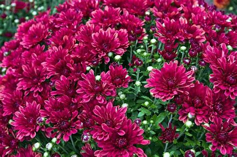 Floral Plant Flowers Mums Colorful Chrysanthemums Mental Scoop