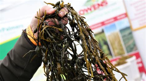 Farm Trials To Investigate How Seaweed Could Lower Livestock Emissions