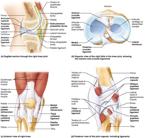 The foot consists of thirty three bones, twenty six joints and over a the hindfoot: Pin on Nursing