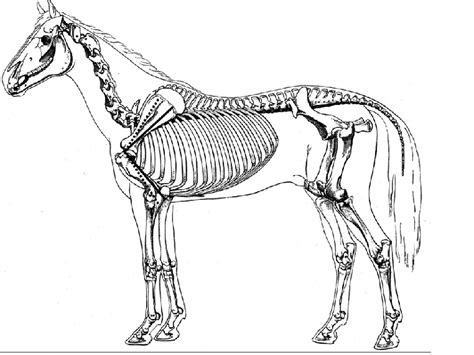 Horse Skeleton Diagram Labeled