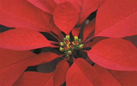 There are 76 nochebuena for sale on etsy, and they cost $17.93 on average. Nochebuena Prestige Red - CONAPLOR