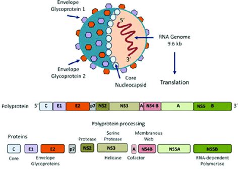 Hepatitis C Virus Hcv Hcv Is An Enveloped Positivestranded Rna