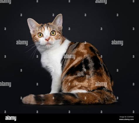 Pretty American Shorthair Cat Kitten With Amazing Pattern Sitting