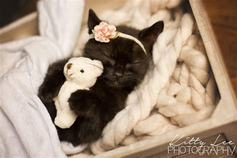 Our Hearts Have Been Stolen By A Womans Newborn Photo Shoot With A Kitten Mykittenhouse