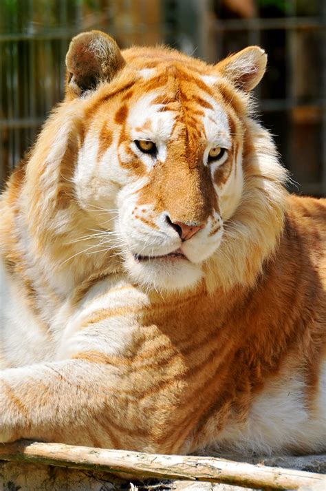 A golden tabby tiger is one of the most beautiful and rarest tigers on this planet. Lying golden tiger | The male golden tiger was lying on ...