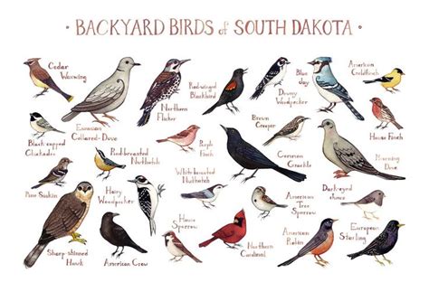 South Dakota Backyard Birds Field Guide Art Print In 2020 Backyard