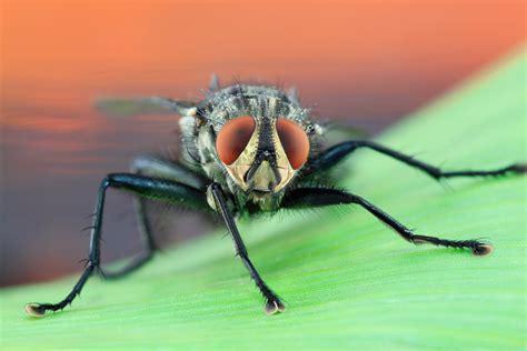 Fotos Gratis Fotografía Insecto Fauna Invertebrado De Cerca
