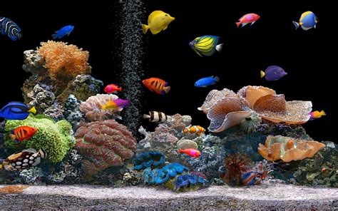 Moving Aquarium Wallpaper Wallpapersafari