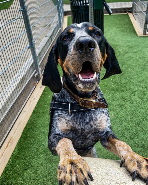 15 Pics That Show Coonhounds Are The Best Dogs Page 2 Of 5 Pettime